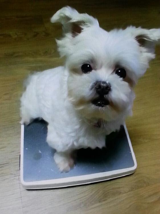 여수시 말티즈(암컷,16살)찾습니다. 2번째 사진