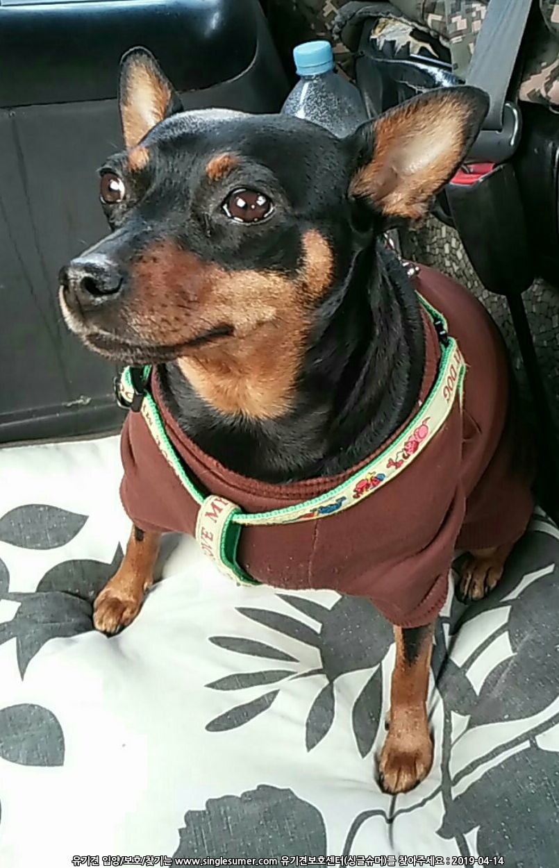 유기견보호센터 강아지보호소 고양이보호소 - 펫찾기 11번째 사진