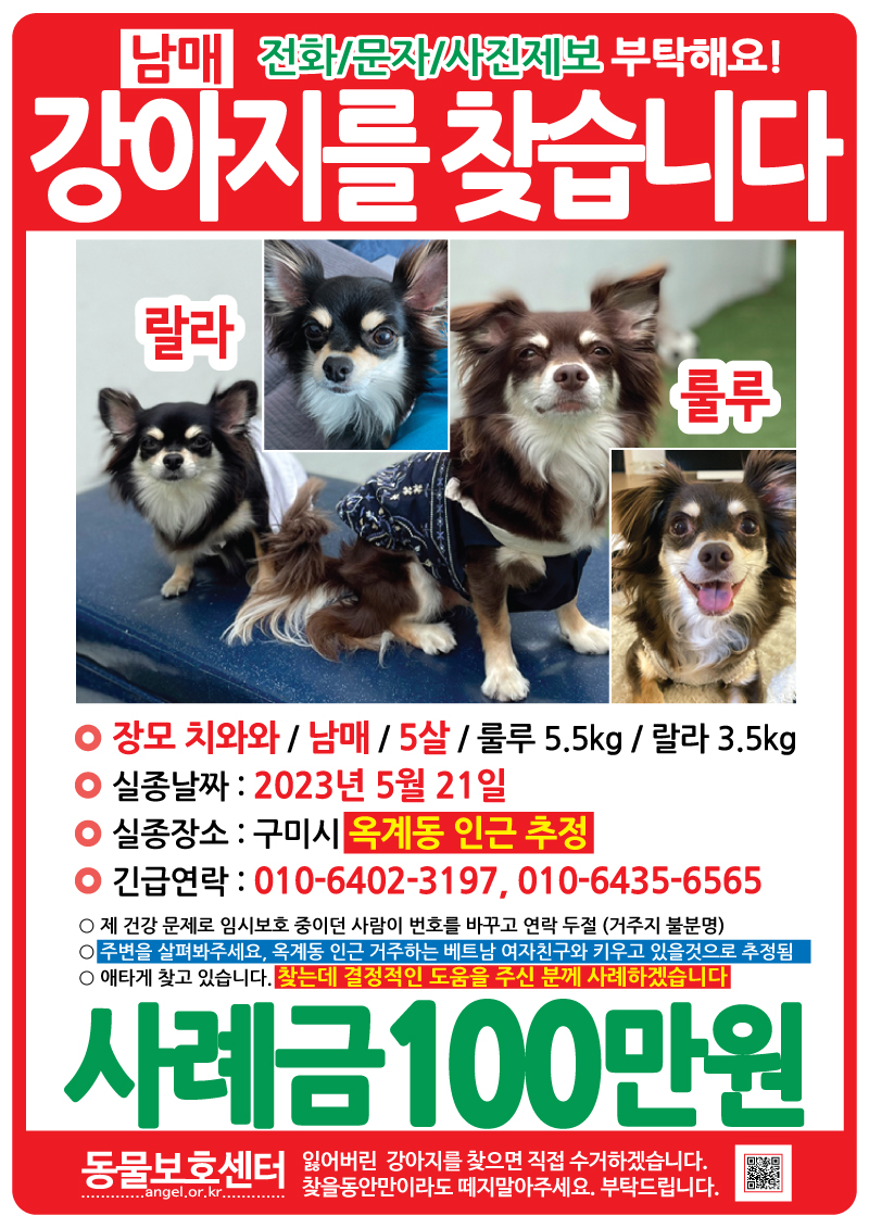 유기견보호센터 강아지보호소 고양이보호소 - 펫찾기 40번째 사진