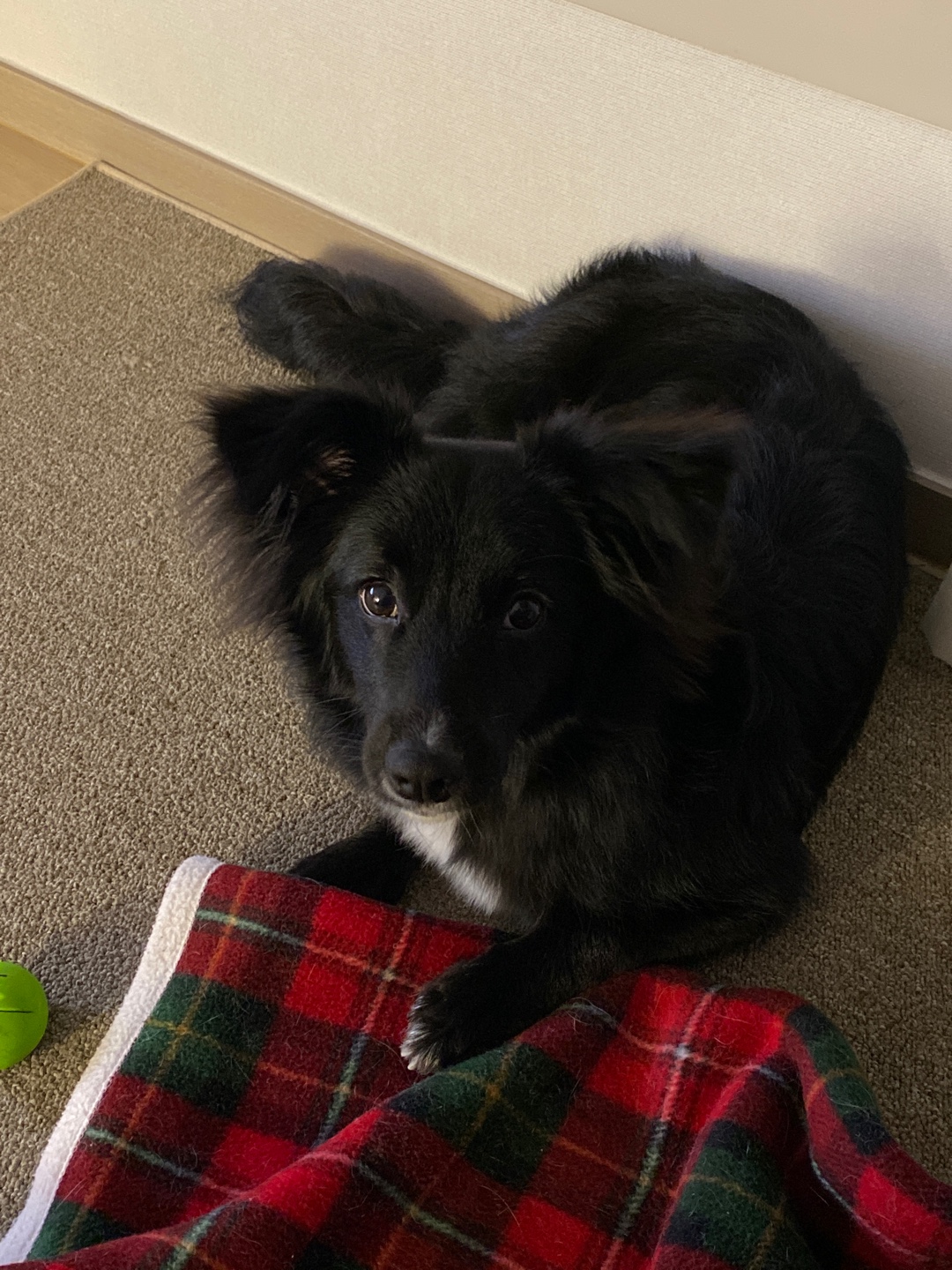 유기견보호센터 강아지보호소 고양이보호소 - 펫찾기 4번째 사진