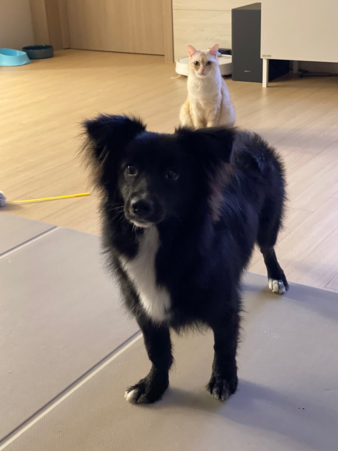 유기견보호센터 강아지보호소 고양이보호소 - 펫찾기 3번째 사진