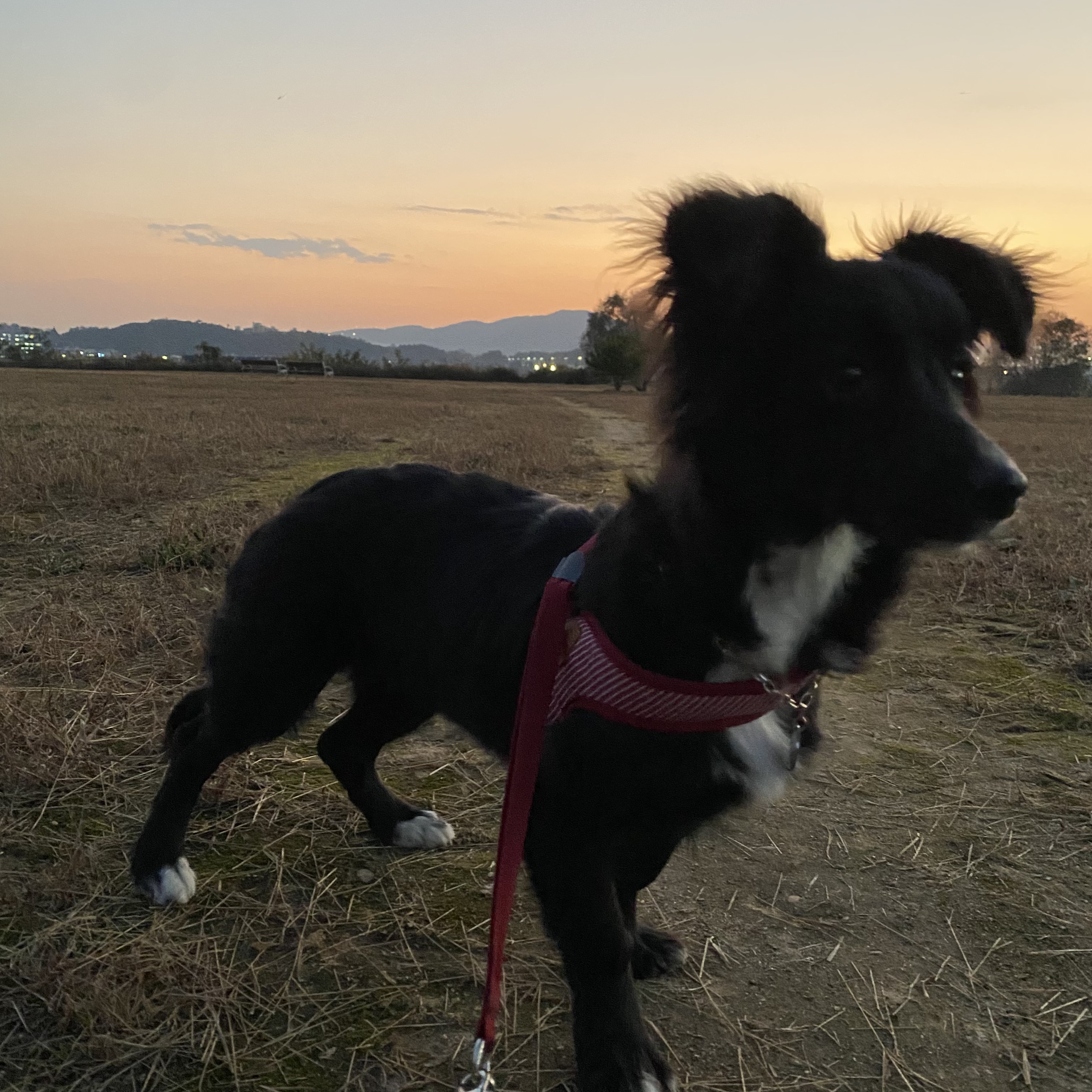 유기견보호센터 강아지보호소 고양이보호소 - 펫찾기 2번째 사진