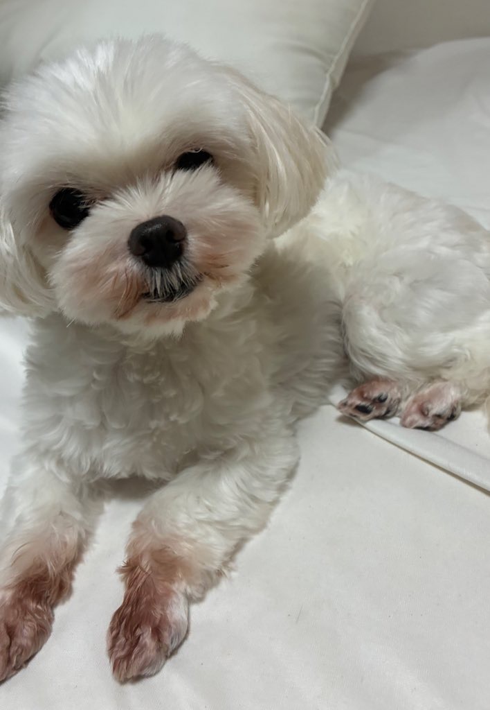 유기견보호센터 강아지보호소 고양이보호소 - 펫찾기 27번째 사진