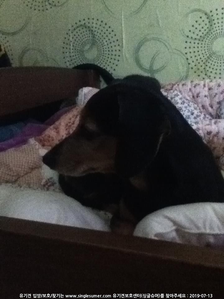 유기견보호센터 강아지보호소 고양이보호소 - 펫찾기 12번째 사진