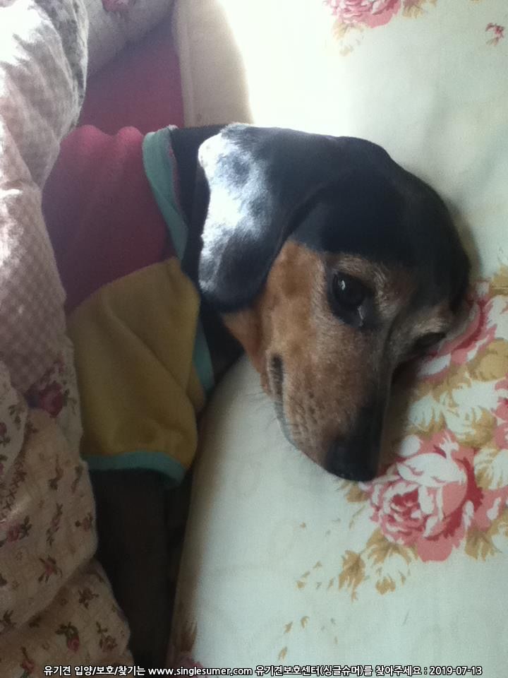 유기견보호센터 강아지보호소 고양이보호소 - 펫찾기 15번째 사진