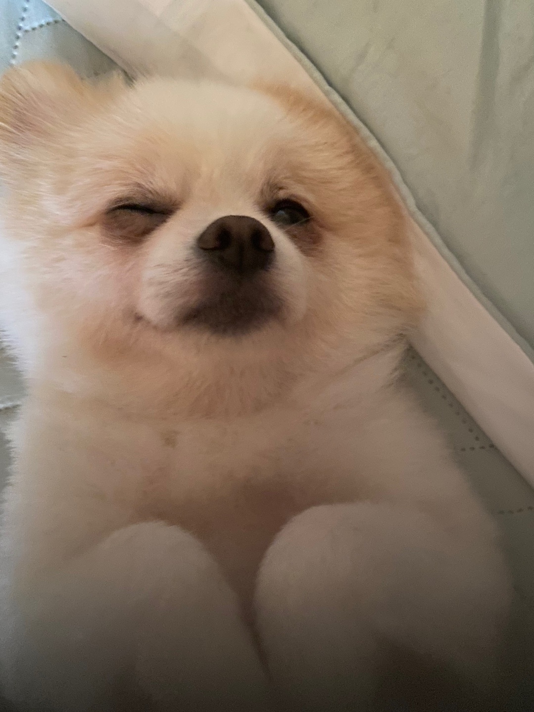 유기견보호센터 강아지보호소 고양이보호소 - 펫찾기 27번째 사진