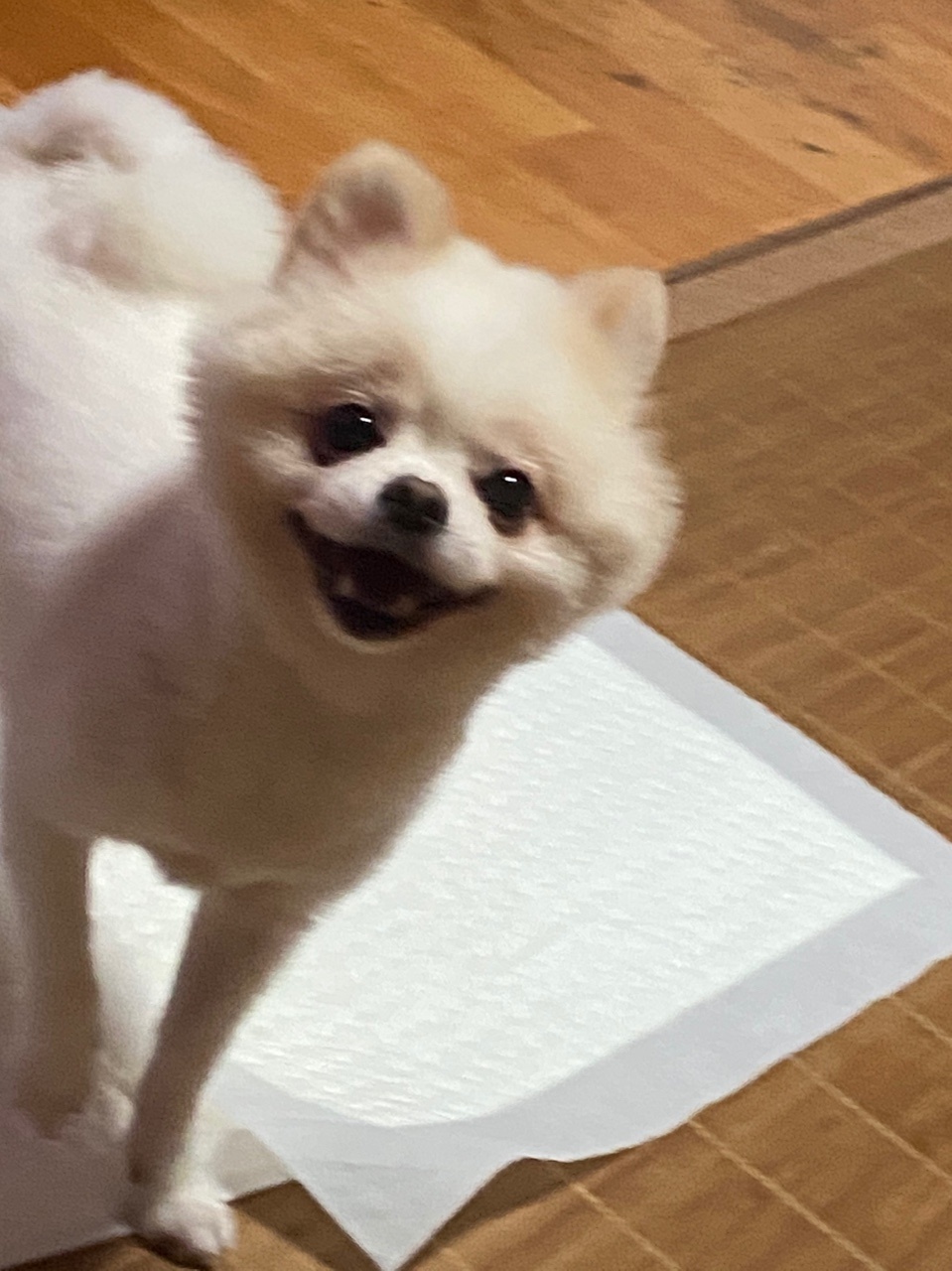 유기견보호센터 강아지보호소 고양이보호소 - 펫찾기 26번째 사진