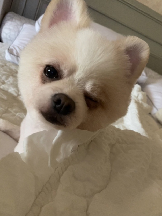 유기견보호센터 강아지보호소 고양이보호소 - 펫찾기 28번째 사진