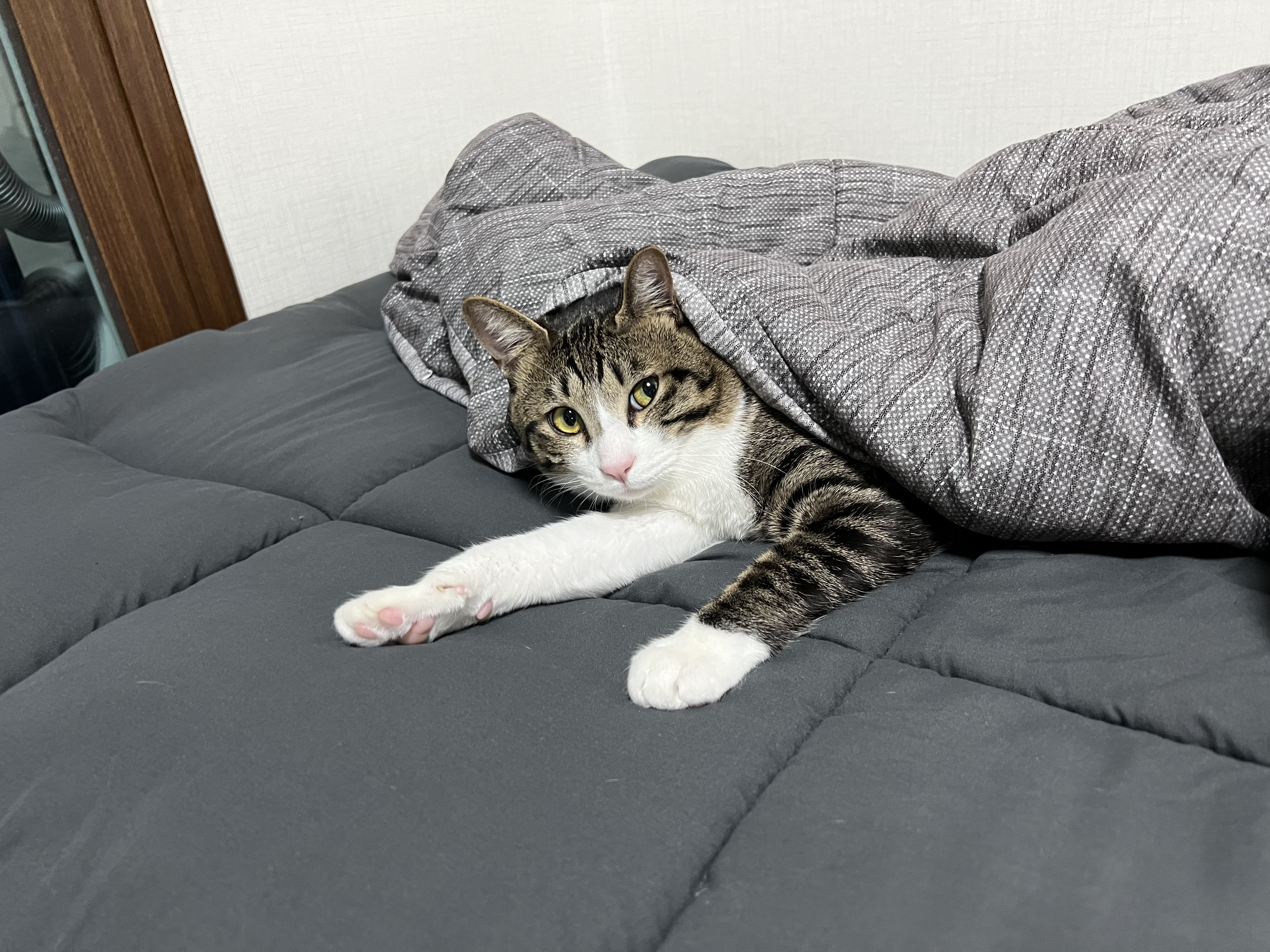 유기견보호센터 강아지보호소 고양이보호소 - 펫찾기 3번째 사진