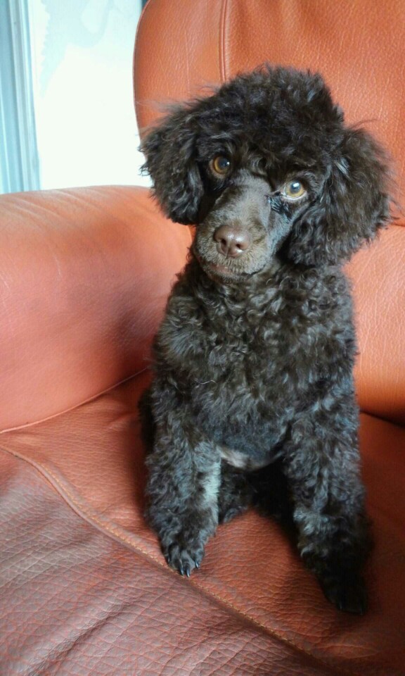 유기견보호센터 강아지보호소 고양이보호소 - 펫찾기 13번째 사진