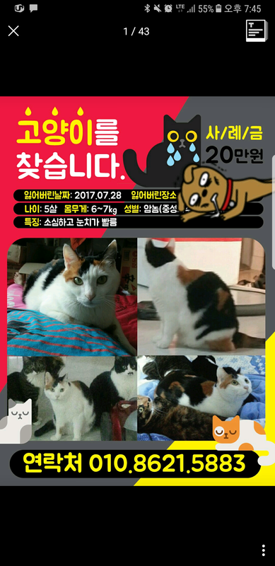 lost_1511111862175.png : 고양이 찾고있어요~