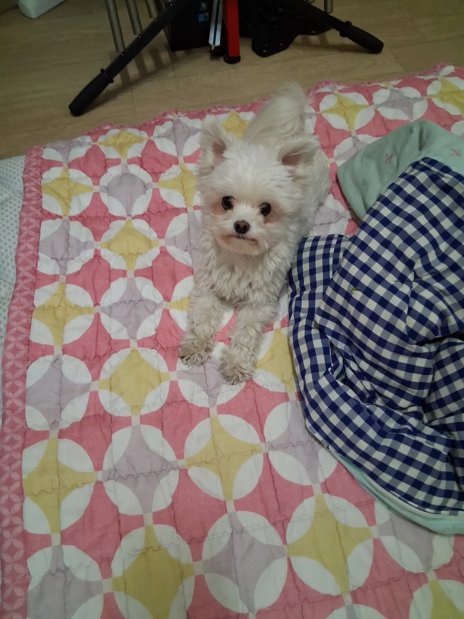 유기견보호센터 강아지보호소 고양이보호소 - 펫찾기 2번째 사진