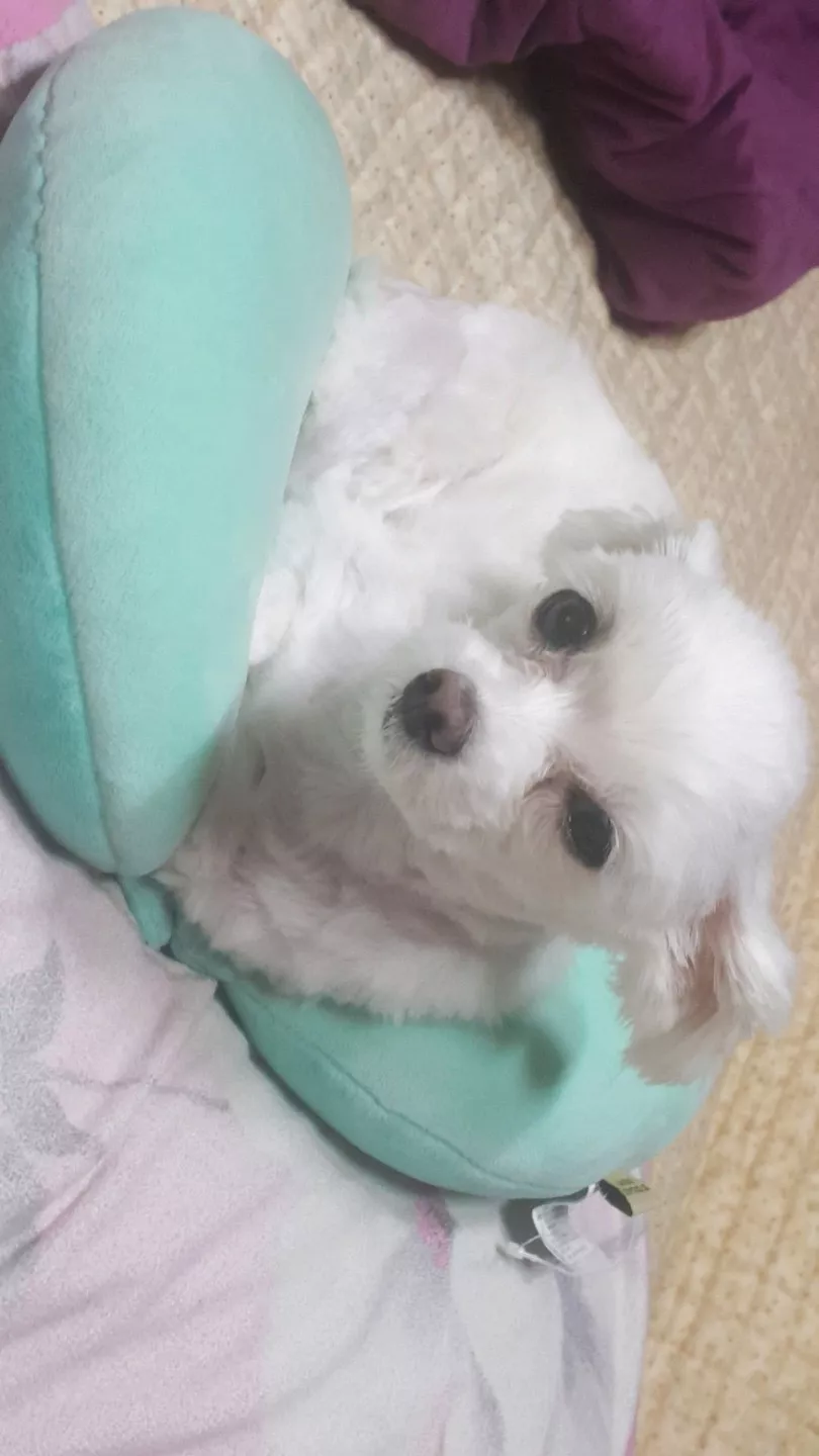 유기견보호센터 강아지보호소 고양이보호소 - 펫찾기