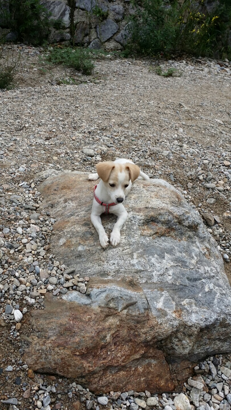 유기견보호센터 강아지보호소 고양이보호소 - 펫찾기 5번째 사진