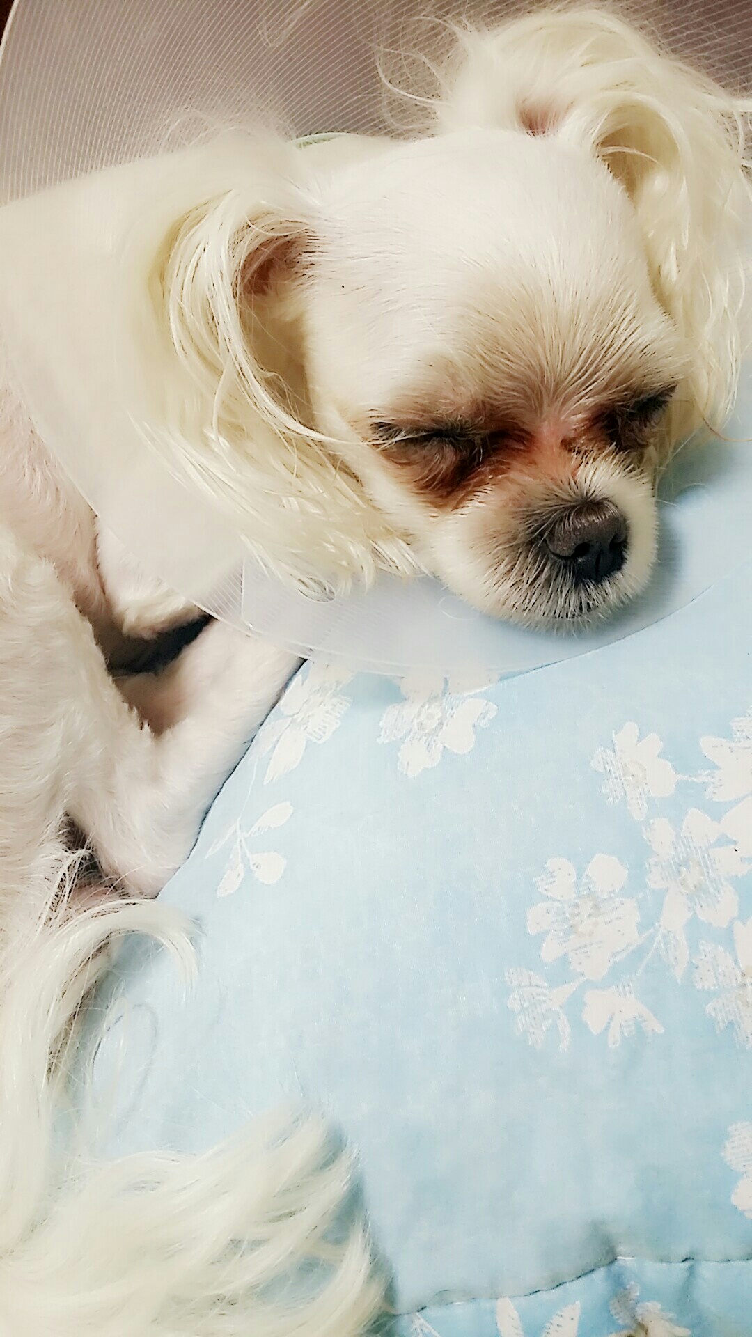 유기견보호센터 강아지보호소 고양이보호소 - 펫찾기 9번째 사진