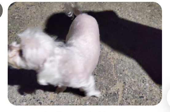 유기견보호센터 강아지보호소 고양이보호소 - 펫찾기 8번째 사진