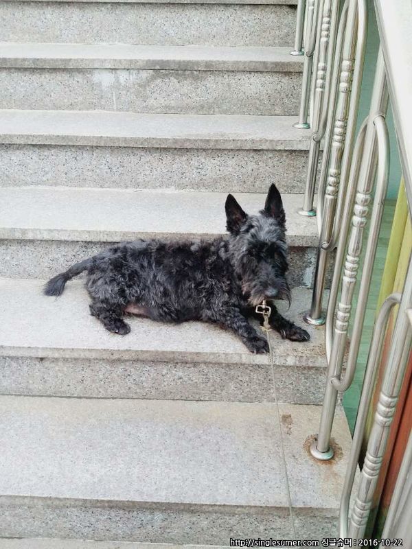 유기견보호센터 강아지보호소 고양이보호소 - 펫찾기 8번째 사진