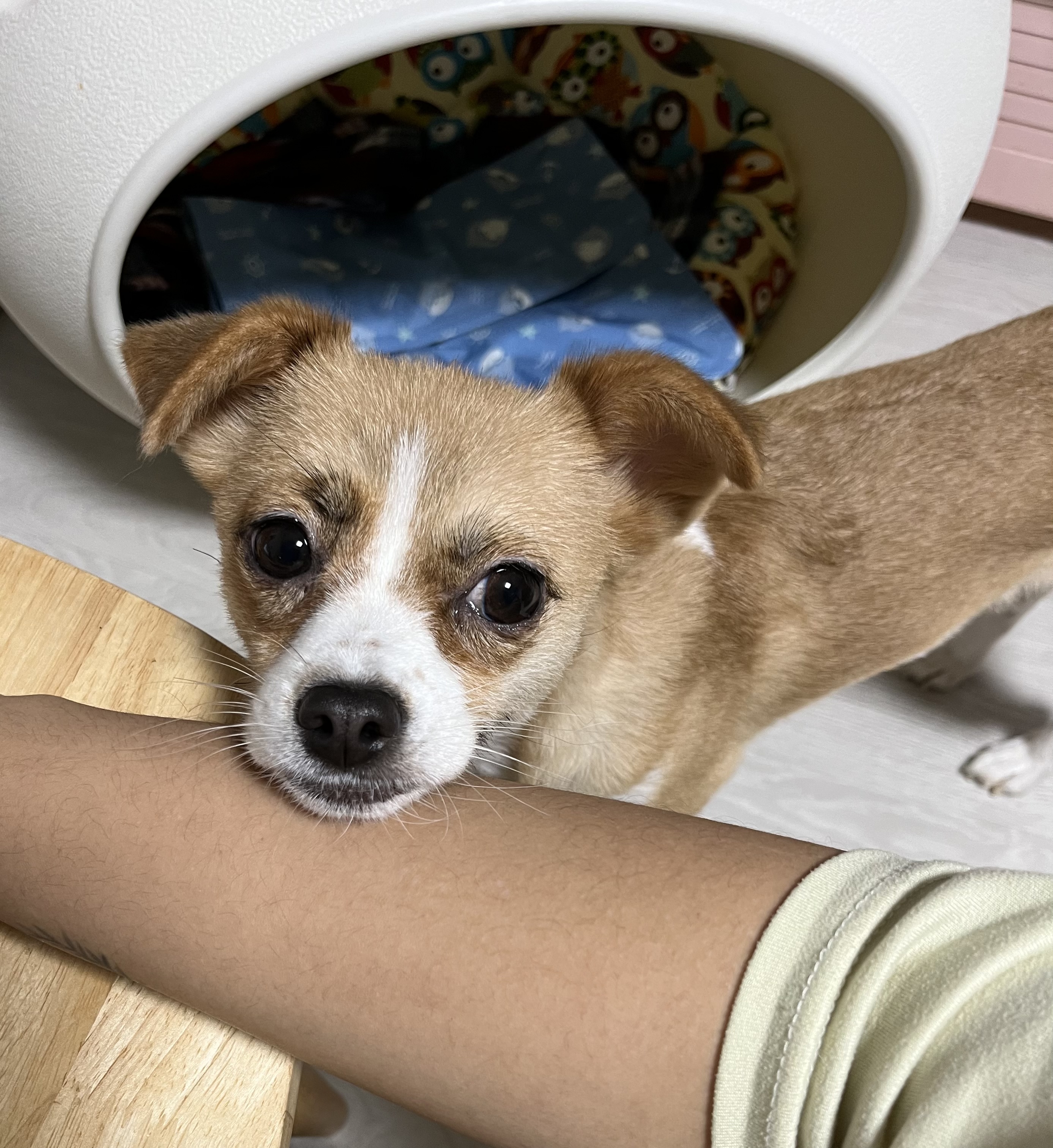 유기견보호센터 강아지보호소 고양이보호소 - 펫찾기 17번째 사진