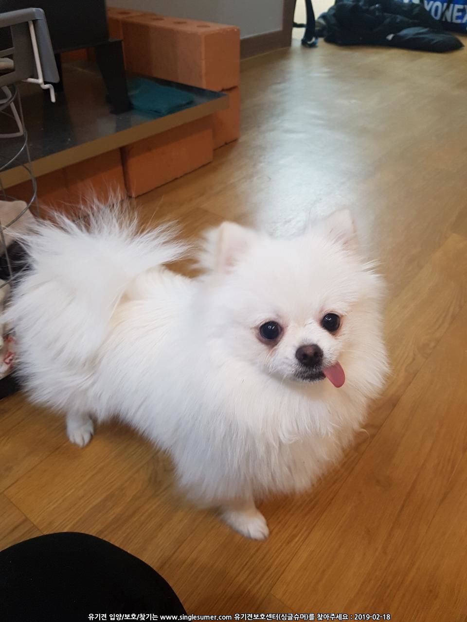 유기견보호센터 강아지보호소 고양이보호소 - 펫찾기 30번째 사진