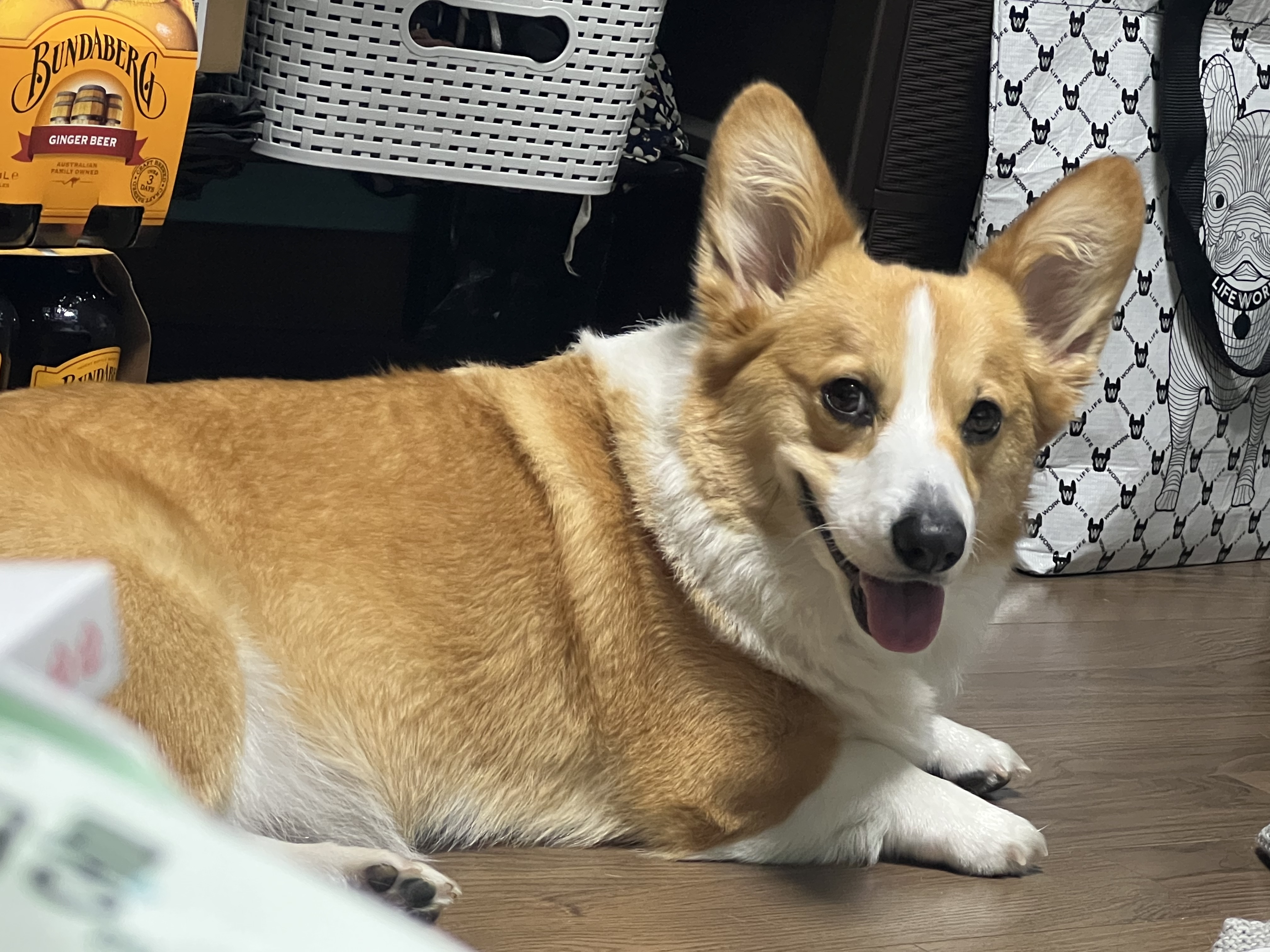 유기견보호센터 강아지보호소 고양이보호소 - 펫찾기 27번째 사진