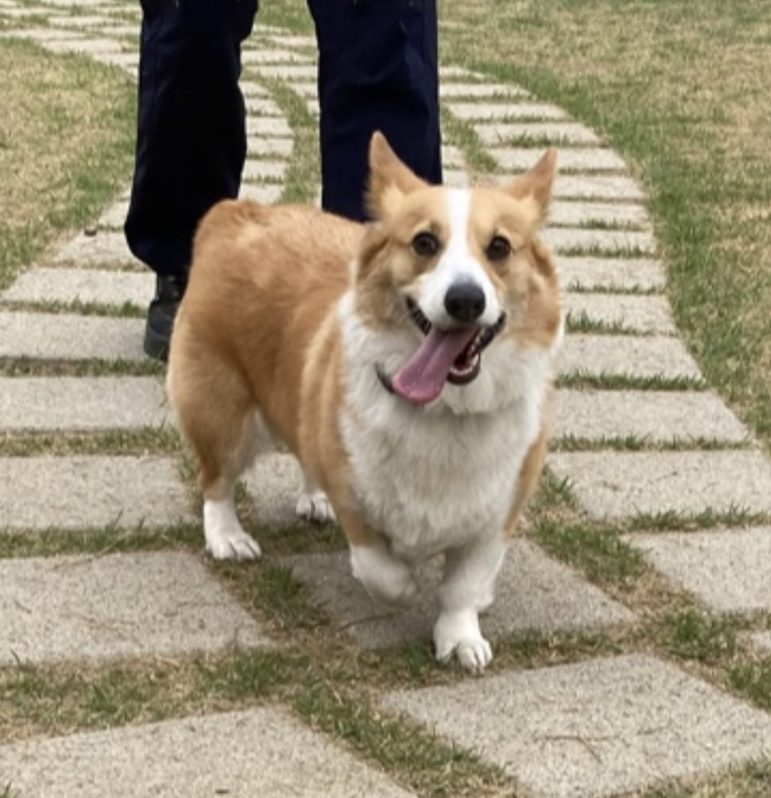 유기견보호센터 강아지보호소 고양이보호소 - 펫찾기 26번째 사진