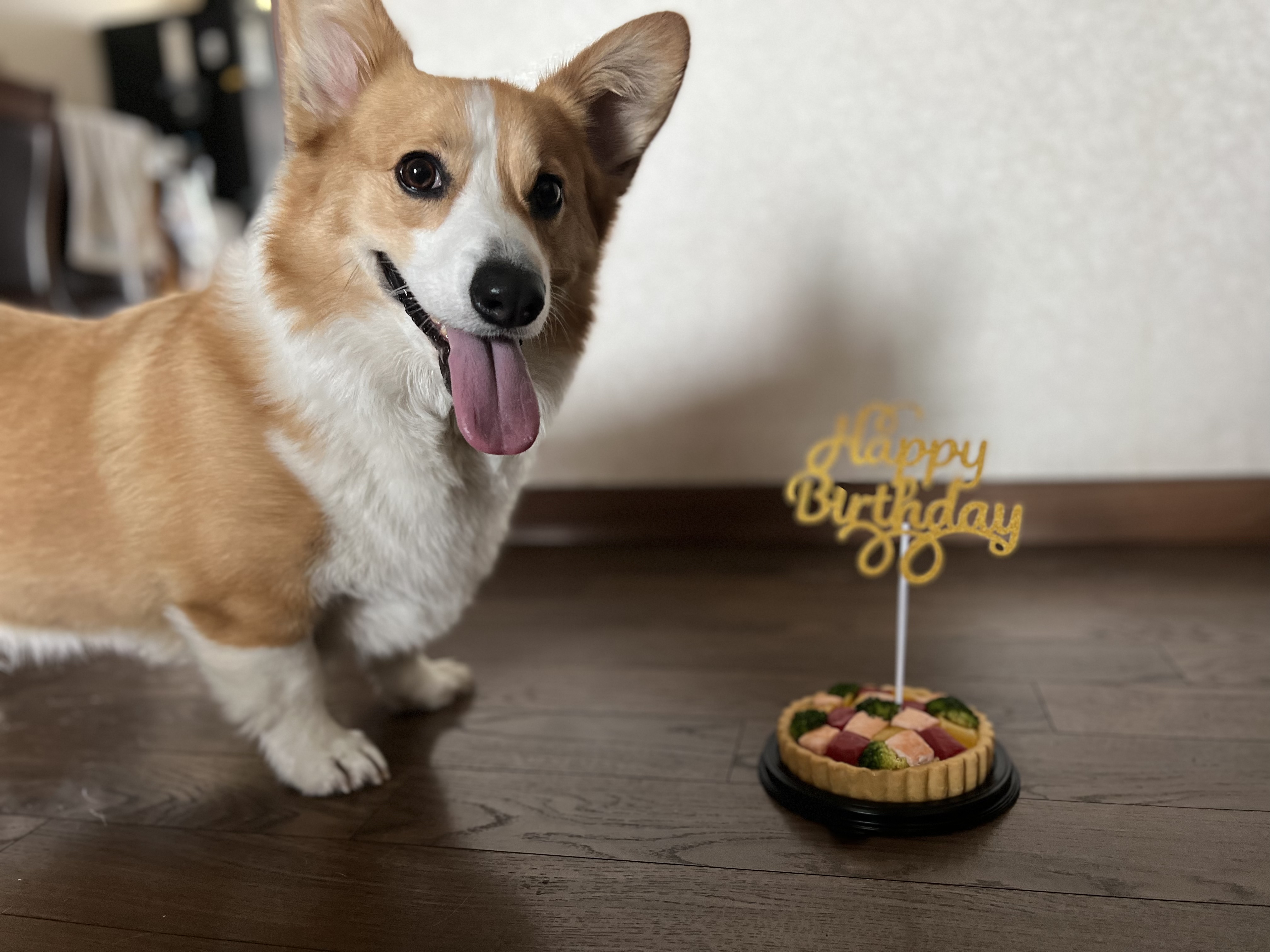 유기견보호센터 강아지보호소 고양이보호소 - 펫찾기 28번째 사진