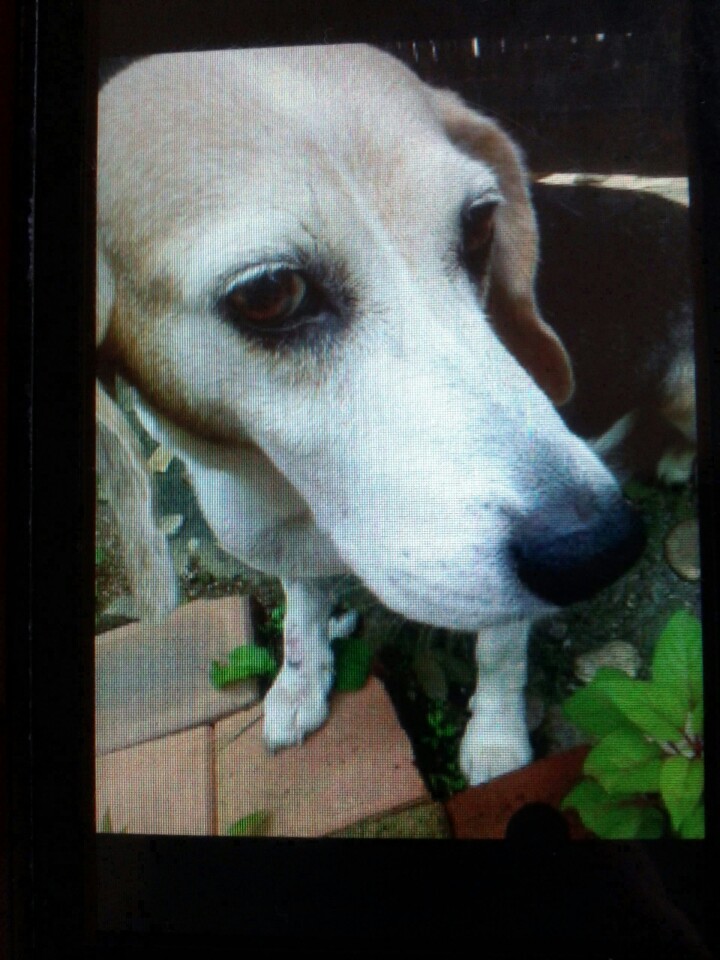 유기견보호센터 강아지보호소 고양이보호소 - 펫찾기