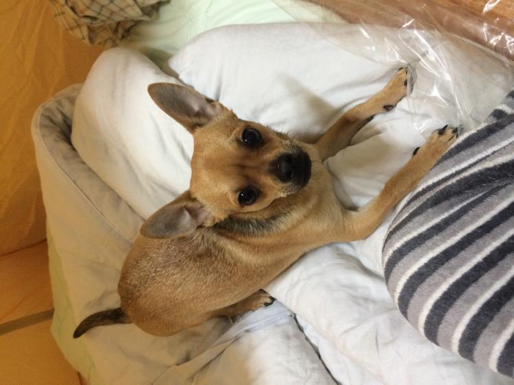 유기견보호센터 강아지보호소 고양이보호소 - 펫찾기 23번째 사진