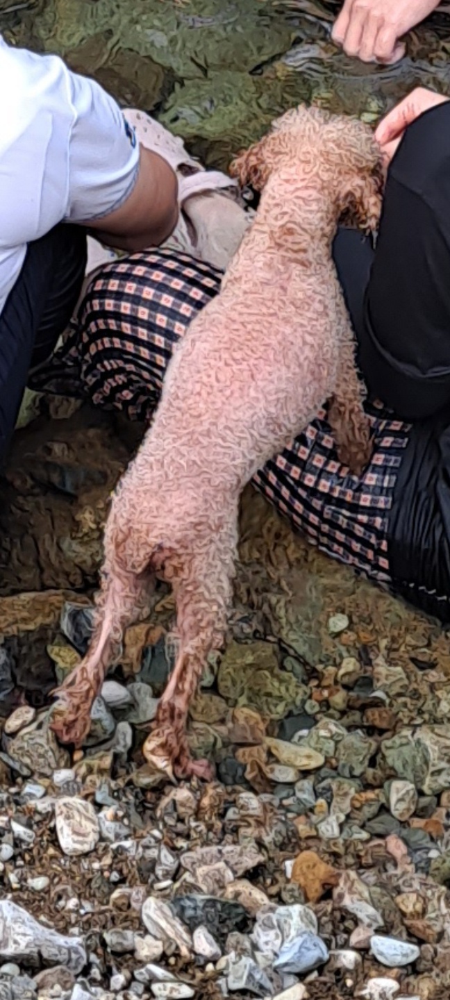 유기견보호센터 강아지보호소 고양이보호소 - 펫찾기 19번째 사진