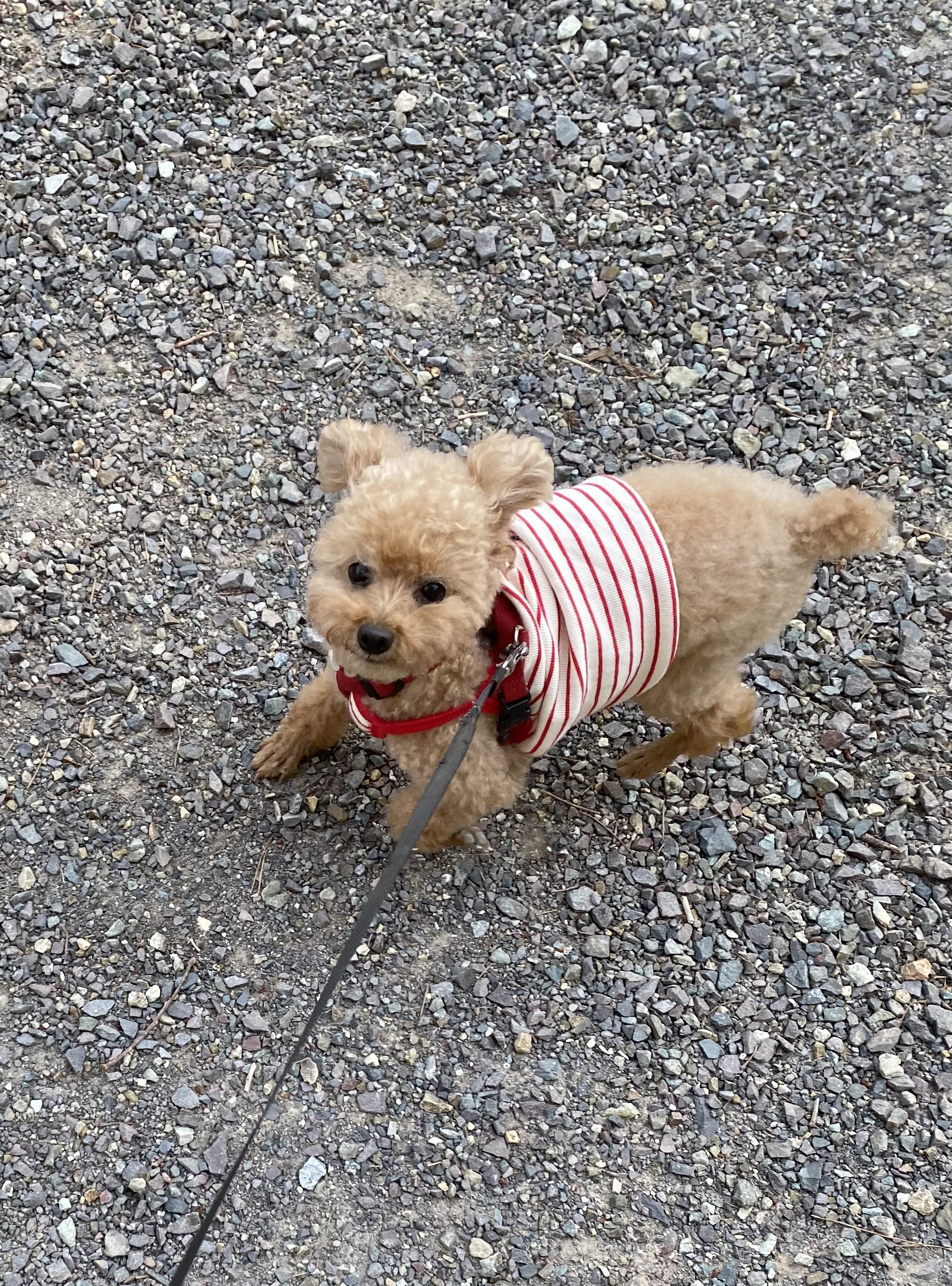 유기견보호센터 강아지보호소 고양이보호소 - 펫찾기 21번째 사진