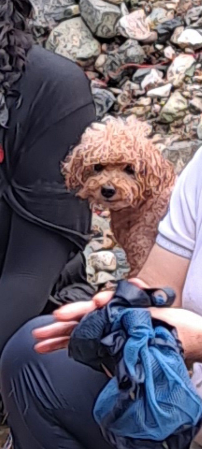 유기견보호센터 강아지보호소 고양이보호소 - 펫찾기 18번째 사진