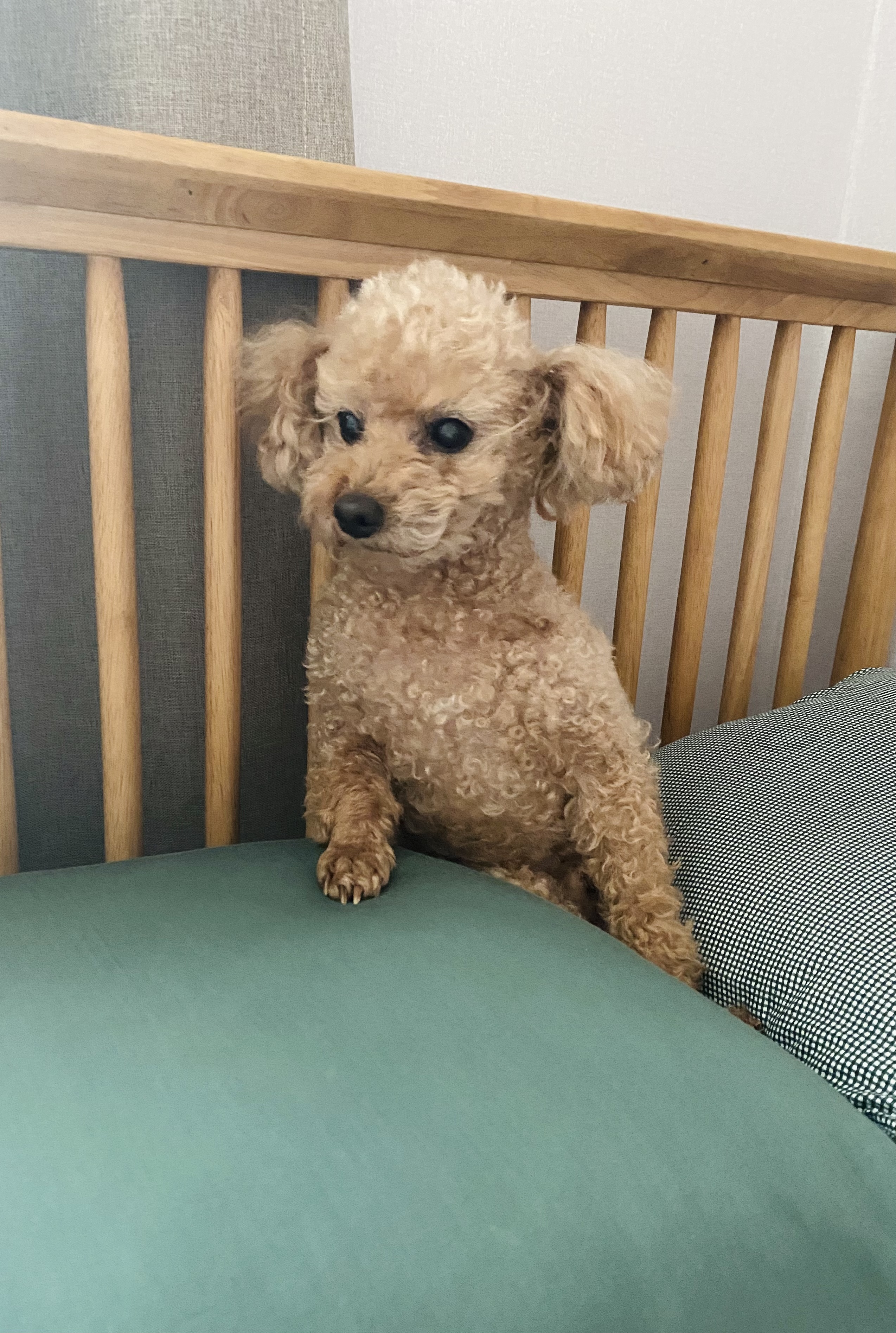 유기견보호센터 강아지보호소 고양이보호소 - 펫찾기 20번째 사진