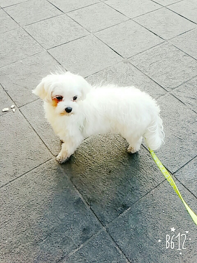 말티즈 강이를 찾습니다.. 4번째 사진