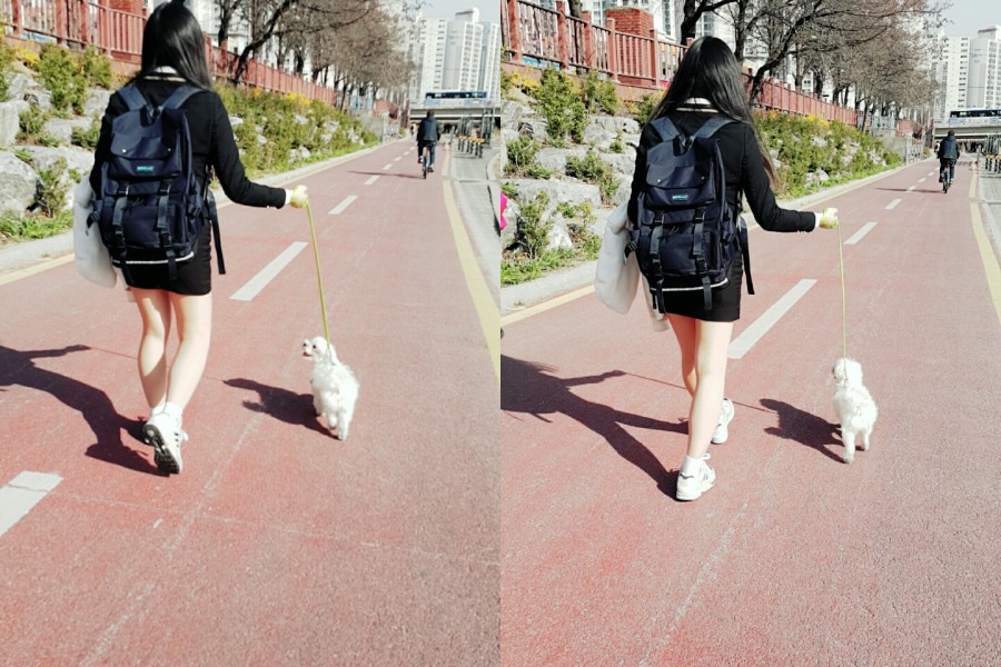 말티즈 강이를 찾습니다.. 3번째 사진