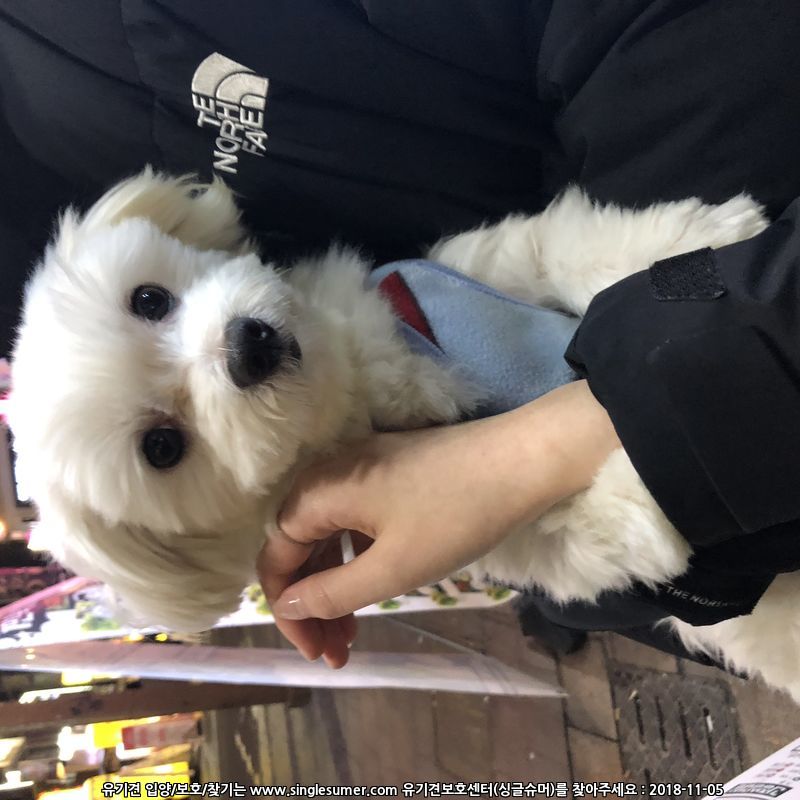 유기견보호센터 강아지보호소 고양이보호소 - 펫찾기