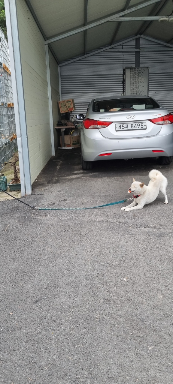 유기견보호센터 강아지보호소 고양이보호소 - 펫찾기 33번째 사진