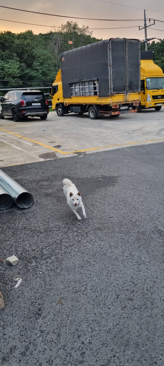 유기견보호센터 강아지보호소 고양이보호소 - 펫찾기 34번째 사진