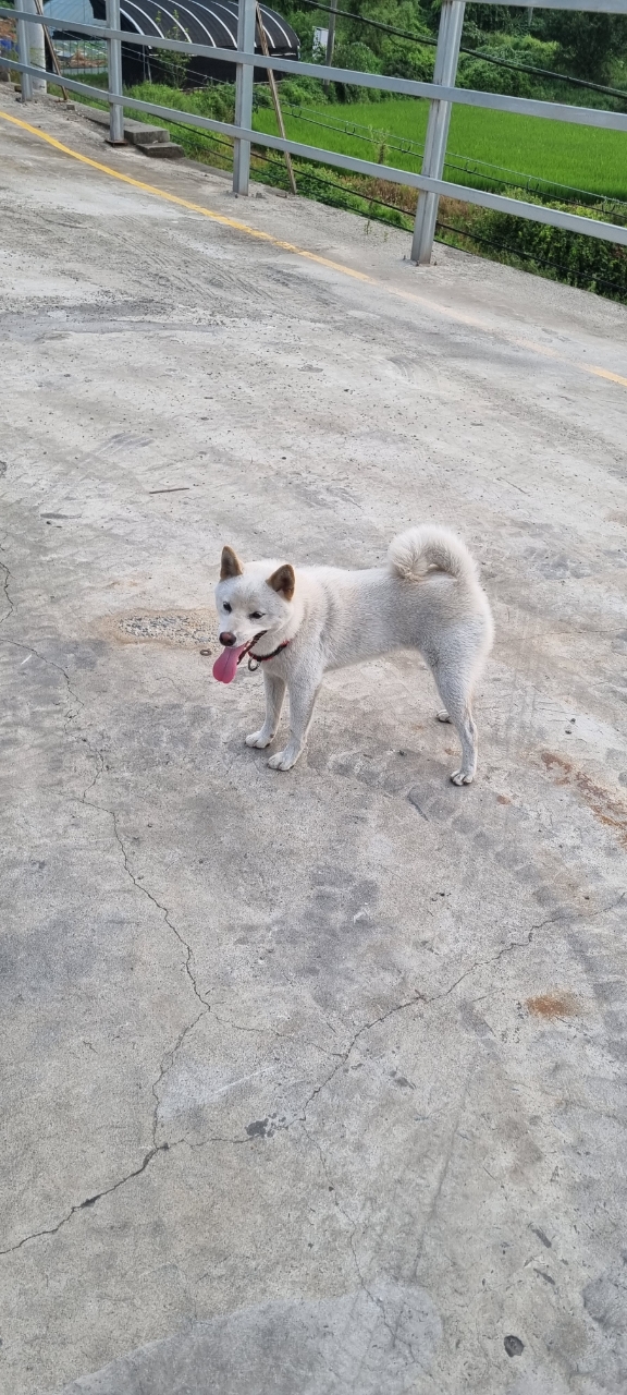 유기견보호센터 강아지보호소 고양이보호소 - 펫찾기 32번째 사진