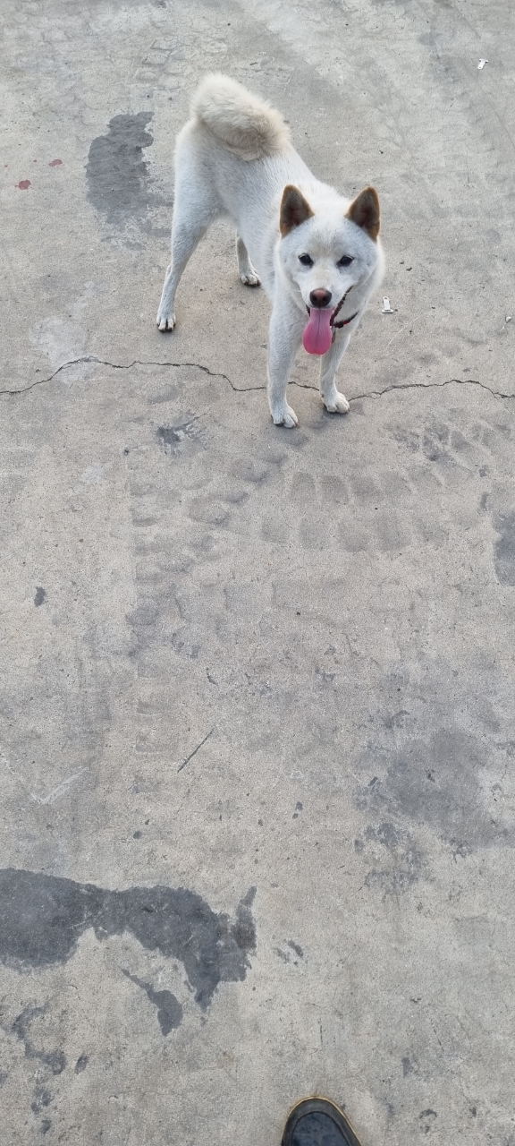 유기견보호센터 강아지보호소 고양이보호소 - 펫찾기 31번째 사진