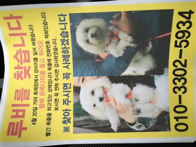 유기견보호센터 강아지보호소 고양이보호소 - 펫찾기 19번째 사진