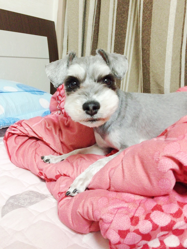 <용인시 기흥구 상갈동> 슈나우저(장군이)강아지를 찾습니다 2번째 사진