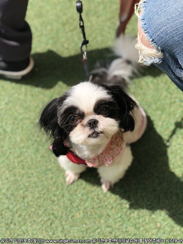 유기견보호센터 강아지보호소 고양이보호소 - 펫찾기 22번째 사진