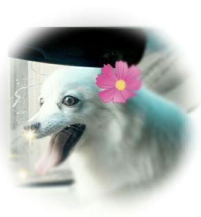 신림동 화이트 스피치 여아 사례금 있음