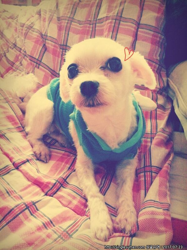 수원시 권선구 서둔동.탑동쪽에서잃어버린 저희별이를찾습니다