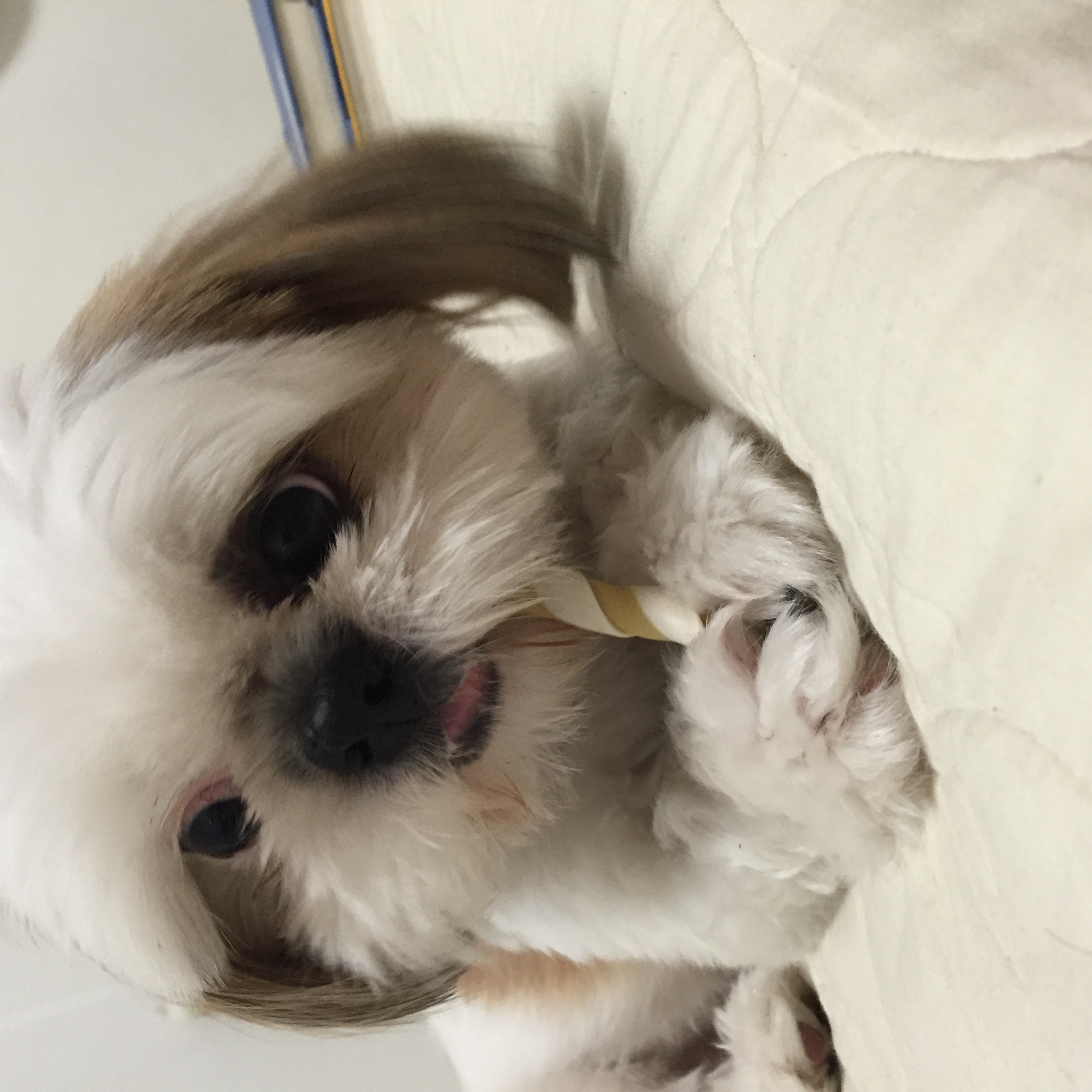 관악구 난곡동 시츄강아지를 찾습니다제발