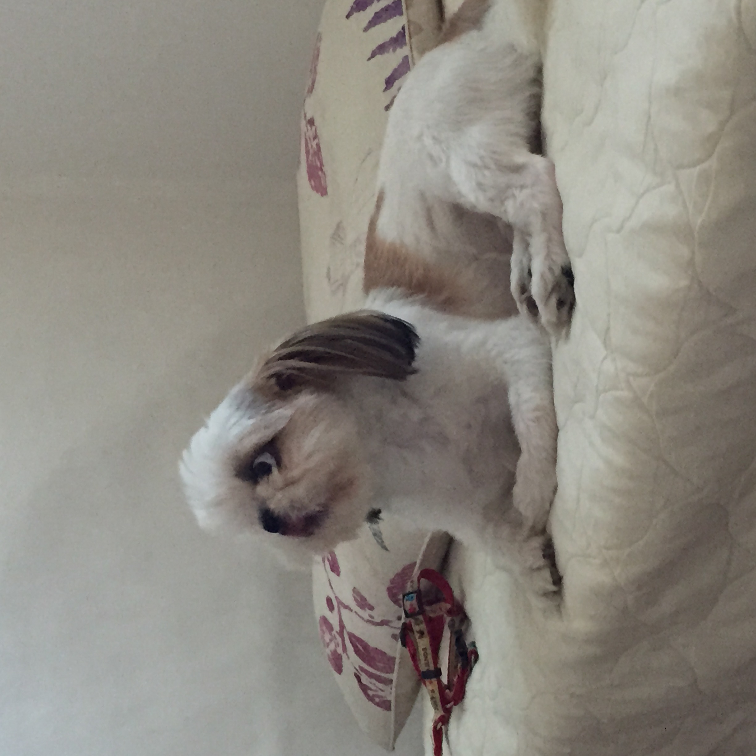 관악구 난곡동 시츄강아지를 찾습니다제발 2번째 사진