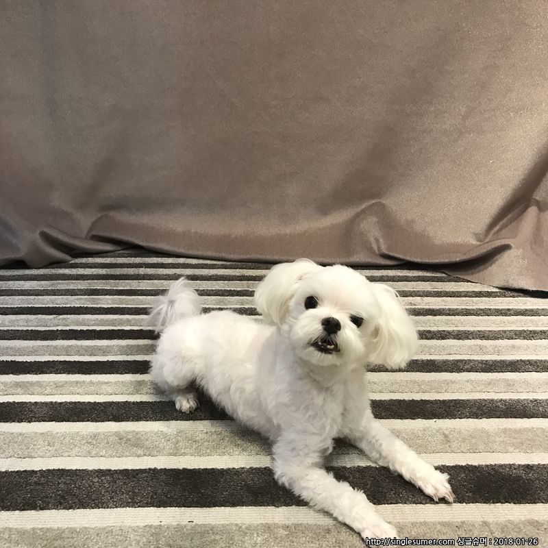 유기견보호센터 강아지보호소 고양이보호소 - 펫찾기 15번째 사진