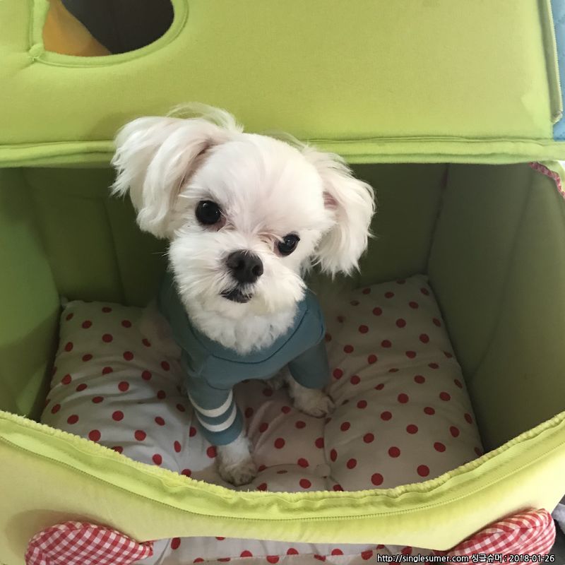 유기견보호센터 강아지보호소 고양이보호소 - 펫찾기 13번째 사진