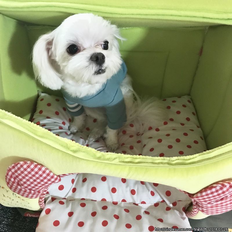 유기견보호센터 강아지보호소 고양이보호소 - 펫찾기 14번째 사진