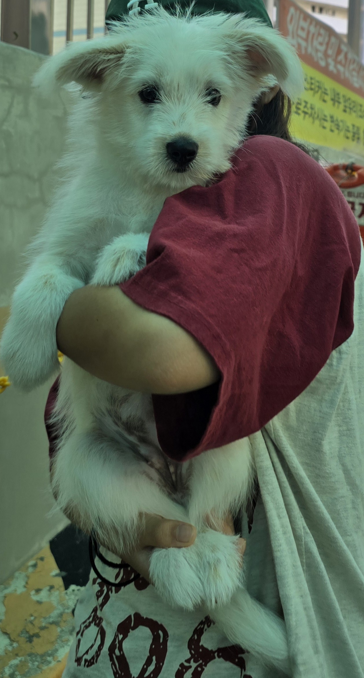 강아지 찾아요~ - 강아지 찾아요 - 유기견 보호 센터 - 이미지 4